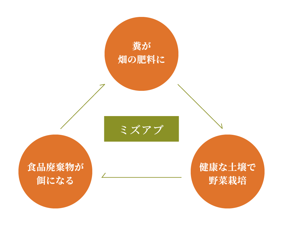 ミズアブ 糞が畑の肥料に→健康な土壌で野菜栽培→食品廃棄物が餌になる